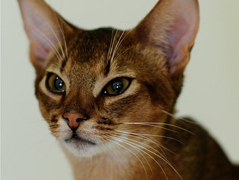 Close-up, Abyssinian HD wallpaper
