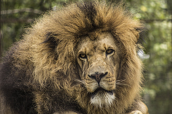 Animals, Muzzle, Lion, Predator, Sight, Opinion, Mane HD wallpaper