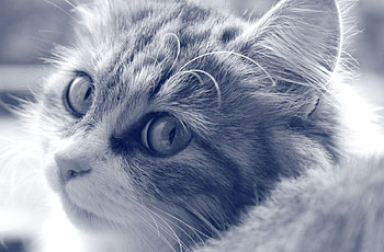 Animals, Cat, Fluffy, Muzzle, Sight, Opinion, Bw, Chb HD wallpaper