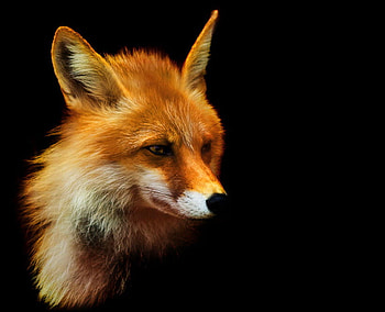 Red, white, black, fox, rust HD wallpaper