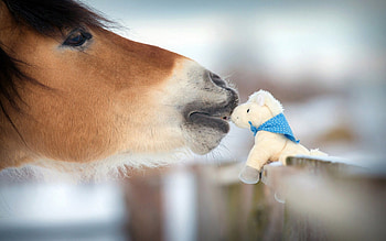 Kiss, blue, tenderness, animal, toy, white, horse, brown, funny, poney HD wallpaper
