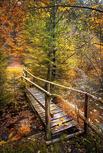 Nature, Rivers, Autumn, Forest, Bridge HD phone wallpaper