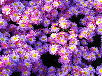 Plants, Flowers, Background, Violet HD wallpaper