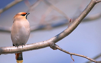 Animals, Wood, Tree, Branches, Little Bird, Birdie HD wallpaper