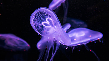Purple Jellyfish Underwater HD wallpaper