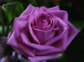 BEAUTIFUL PURPLE ROSE, FLOWER, ROSE, BEAUTIFUL HD wallpaper