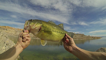 .wiki-Bass-Fishing-Background---PIC- HD wallpaper