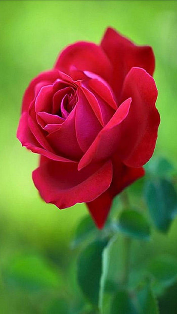 Beautiful Red Rose Flower, Adorable HD phone wallpaper