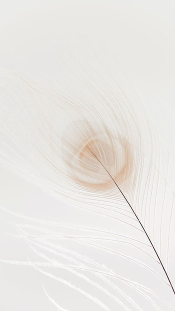 White Colour, White Colour Peacock Feather, White Feather HD phone wallpaper