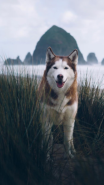 Husky Dog, Siberian Dog HD phone wallpaper