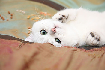 Animals, Light, Cat, To Lie Down, Lie, Light Coloured, Playful, Kid, Tot HD wallpaper