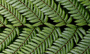 Leaves, branch, fern HD wallpaper