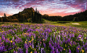 Landscape, Flower, Forest, Mount Rainier, Mountain, Purple Flower HD wallpaper