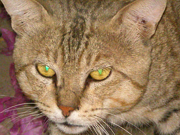 Beautiful cat eyes, cats, eyes, beautiful, animals HD wallpaper