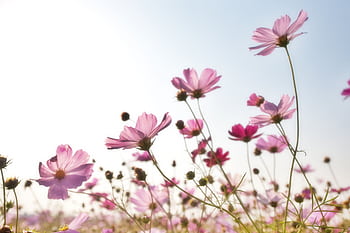 A beautiful field of pink cosmos flowers in full bloom under a clear sky. HD wallpaper