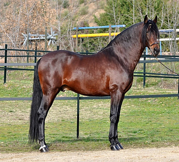 Perfect Morfology, spanish, andalusian, bay, horses HD wallpaper