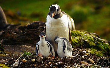 Animals, Grass, Young, Stroll, Cubs, Penguin HD wallpaper