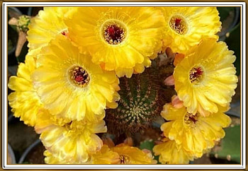 LOVELY CACTUS FLOWERS, NATURE, FLOWERS, LOVELY HD wallpaper