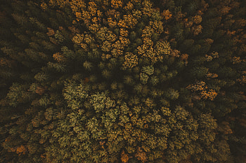 Nature, Trees, Autumn, View From Above, Forest HD wallpaper