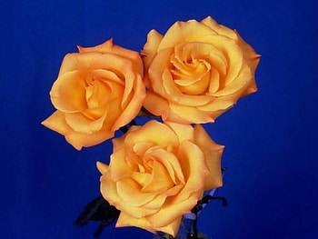 Yellow roses, flowers, roses HD wallpaper