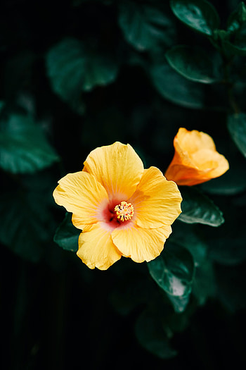 Flowers, Flower, Plant, Bloom, Flowering, Hibiscus HD phone wallpaper