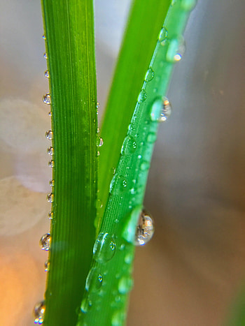 Grass, Drops, Macro, Wet HD phone wallpaper