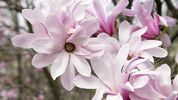 Pink magnolias, Floral , Delicate petals, Nature's charm HD wallpaper