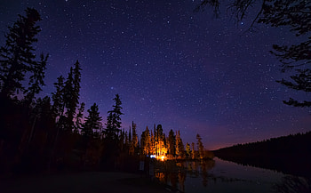 Pine Trees Under Starry Night, trees, night, nature HD wallpaper