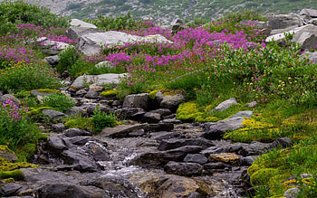 Alpine Flowers around Wedge Creek, British Columbia, wildflowers, plants, blossoms, canada, stones HD wallpaper