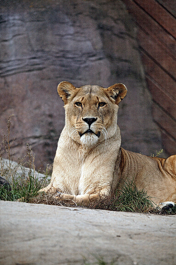 Animals, Lies, Lion, Predator, Sight, Opinion, Lioness HD phone wallpaper