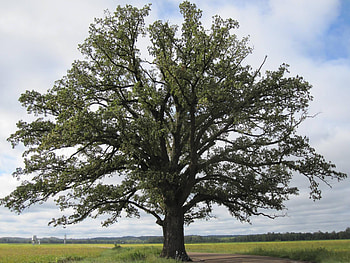 Old Oak Tree, old, nature, oak, tree HD wallpaper