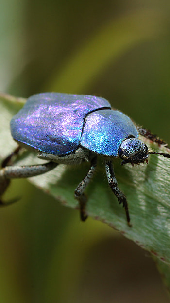 Beetle insect , Mobile backgrounds, Insect's armor, Exquisite details HD phone wallpaper