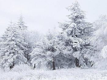 Winter trees, winter, nature, snow, tree HD wallpaper
