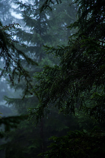 Nature, Rain, Drops, Dark, Fog, Branch HD phone wallpaper