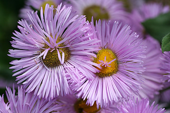 Flowers, Lilac, Petals HD wallpaper