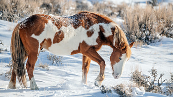 Horse in Snow, winter, animal, horse, snow HD wallpaper