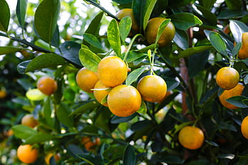 Vibrant oranges on a citrus tree showcasing fresh, healthy produce outdoors. HD wallpaper