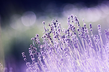 Portrait, lavender, flowers, meadow HD wallpaper
