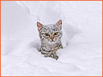 Brrrr!!!, winter, cat, nature, snow HD wallpaper