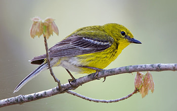 Bird, branch, yellow, pasare, autumn, leaf HD wallpaper
