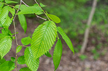 American elm, Purdue Fort Wayne, Nature HD wallpaper