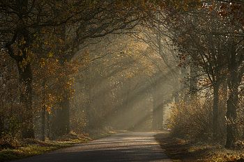 Sunlit Autumn Path beneath Golden Trees —, Path, Autumn, Sunbeam, Tree, Landscape HD wallpaper
