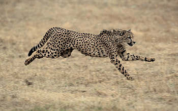 Animals, Grass, Cheetah, Beautiful, Big Cat, Bounce, Jump HD wallpaper