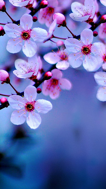 Flower, White Cherry Blossom HD phone wallpaper