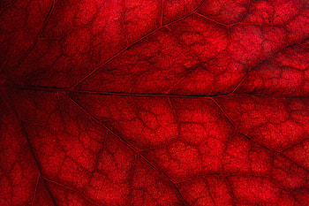 Macro, Sheet, Leaf, Cransay HD wallpaper