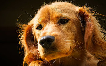 Animals, Dogs HD wallpaper