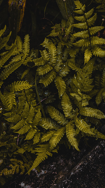 Leaves, Macro, Fern, Wet, Humid HD phone wallpaper