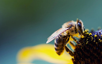 Bee, Buzzing bee , Computer backgrounds, Nature's beauty HD wallpaper