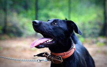 Animals, Dog, Rest, Relaxation, Collar HD wallpaper