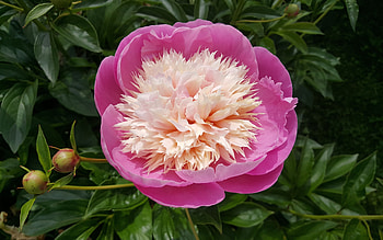 Peony, pink, nature, flower HD wallpaper